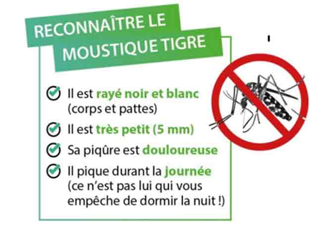 moustique tigre reconnaitre 678 454 moustique tigre reconnaitre 678 454